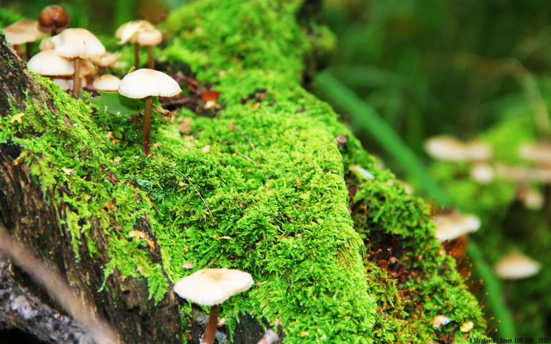 世界短跑社区导师扶持计划荣誉证书颁发仪式举行，世界短跑运动员